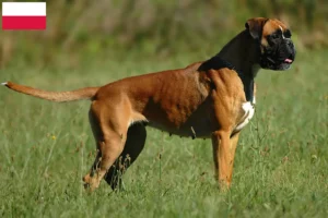 Read more about the article Boxer breeders and puppies in Poland