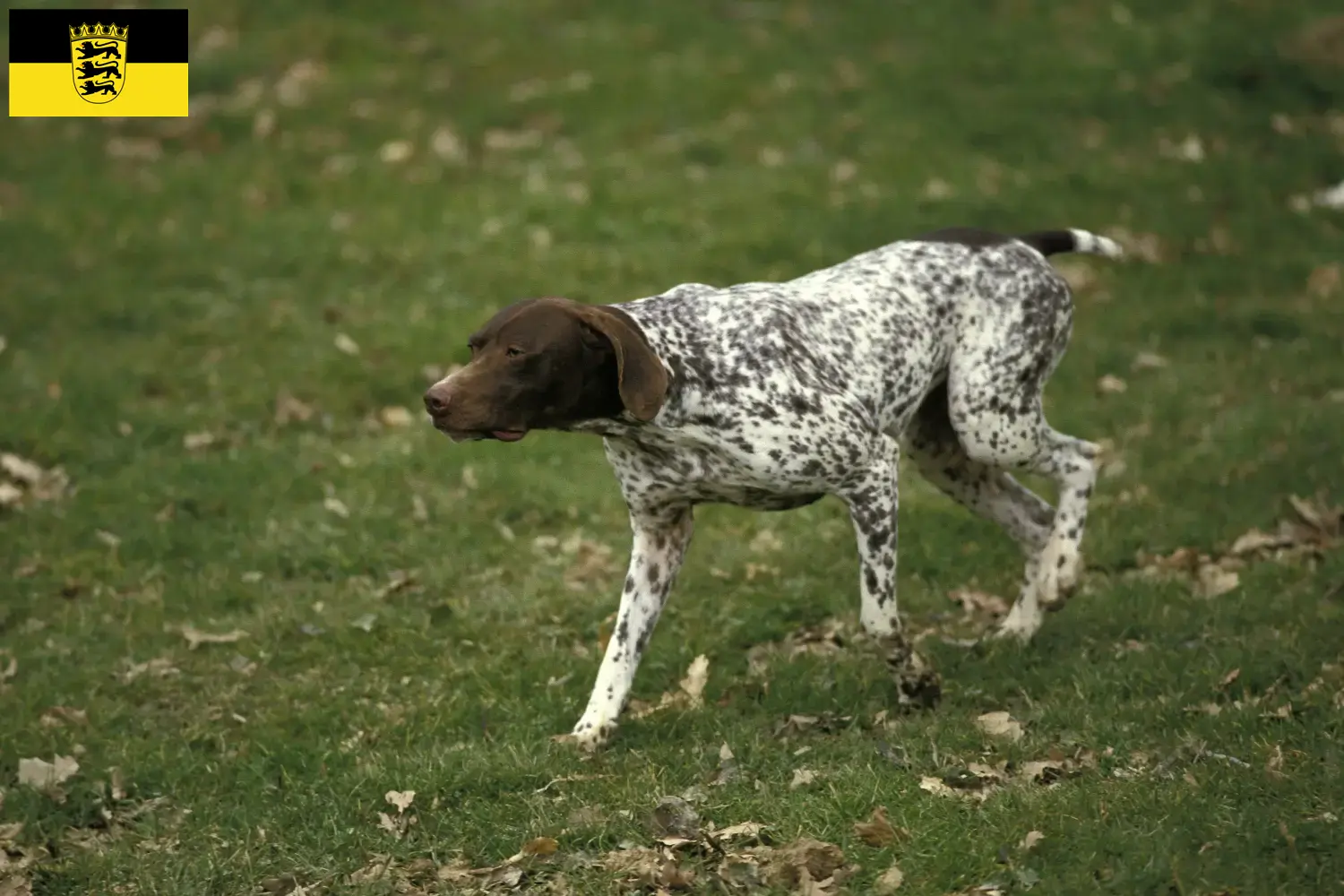 Read more about the article Braque français type Pyrénées breeders and puppies in Baden-Württemberg