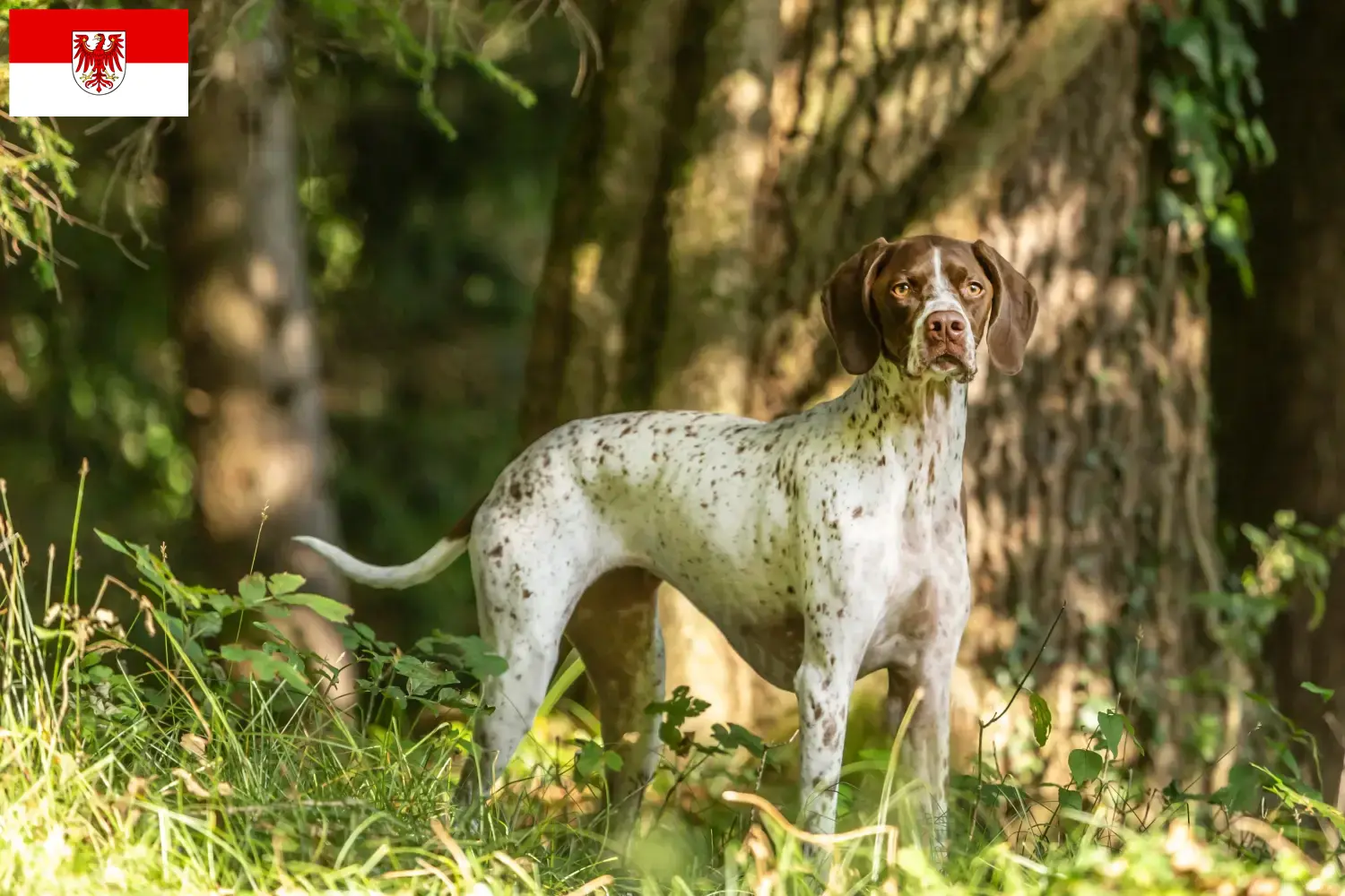 Read more about the article Braque français type Pyrénées breeders and puppies in Brandenburg