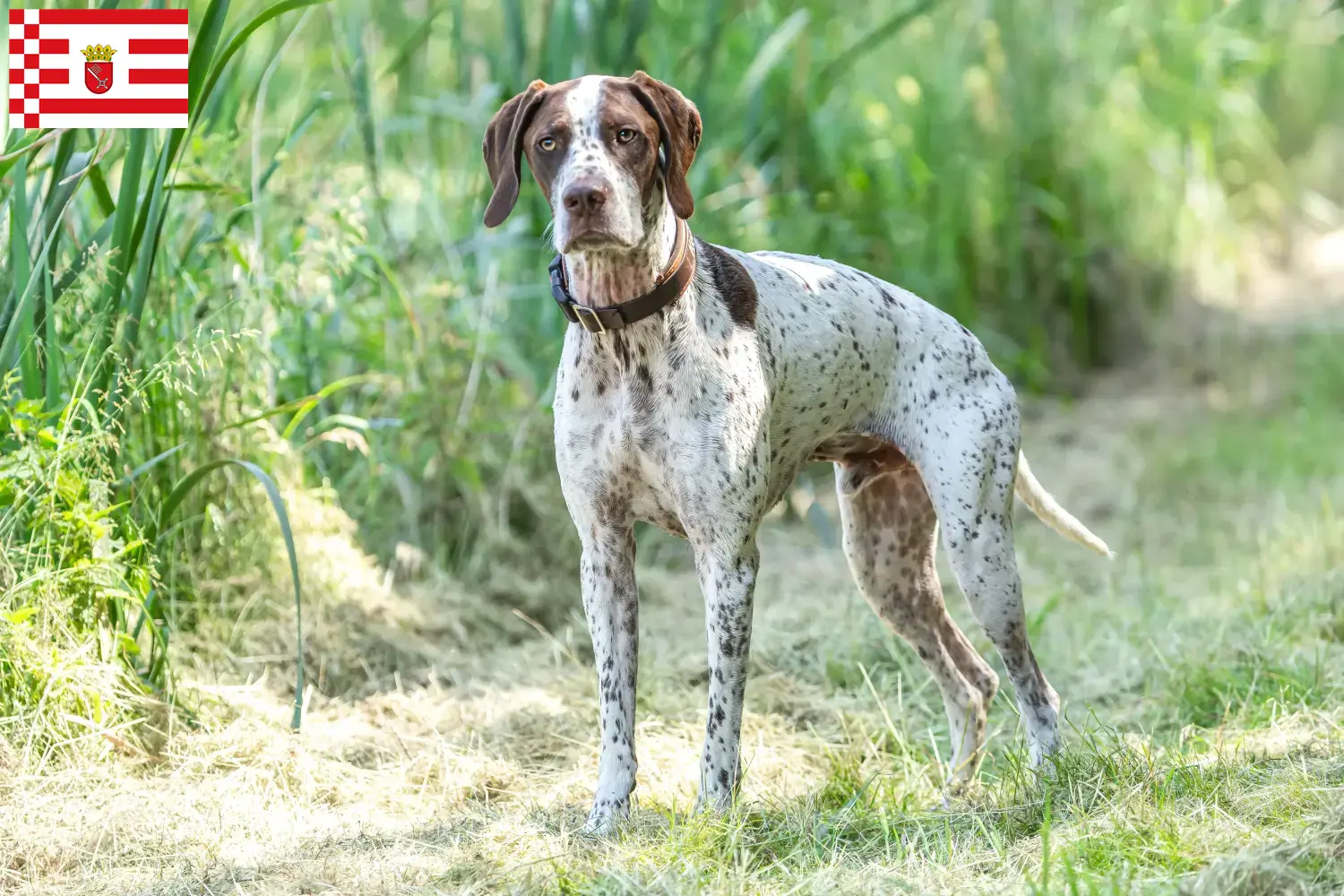 Read more about the article Braque français type Pyrénées breeders and puppies in Bremen