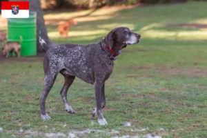 Read more about the article Braque français type Pyrénées breeders and puppies in Hessen