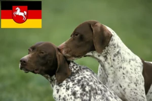 Read more about the article Braque français type Pyrénées breeders and puppies in Lower Saxony