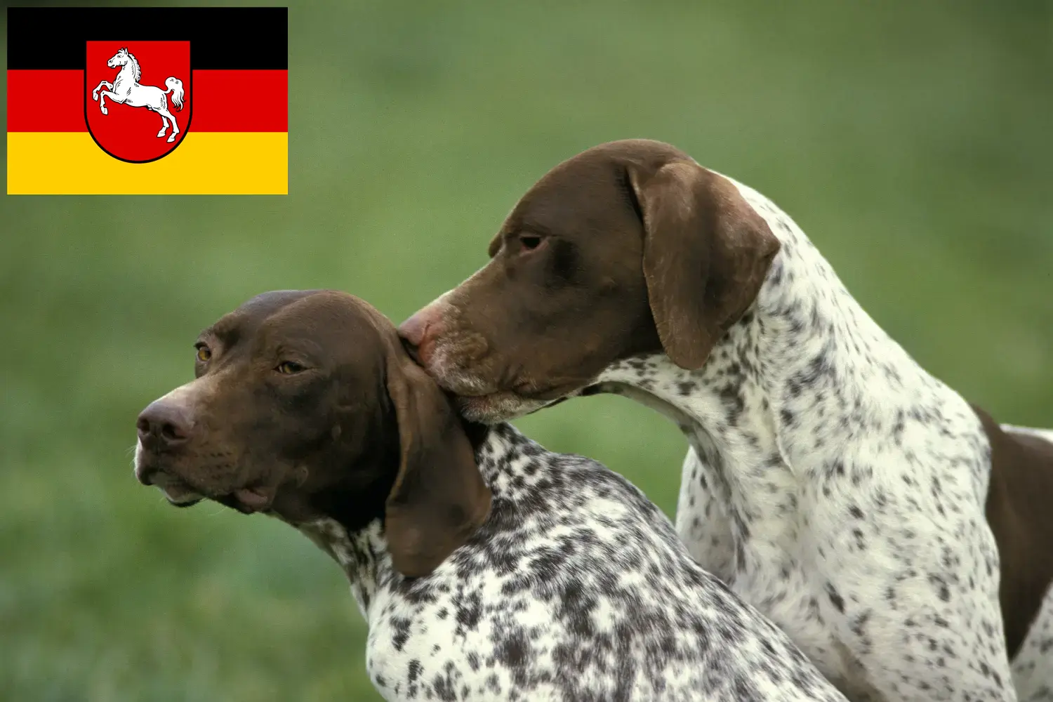 Read more about the article Braque français type Pyrénées breeders and puppies in Lower Saxony