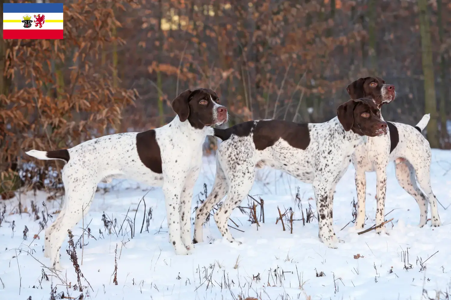 Read more about the article Braque français type Pyrénées breeders and puppies in Mecklenburg-Vorpommern