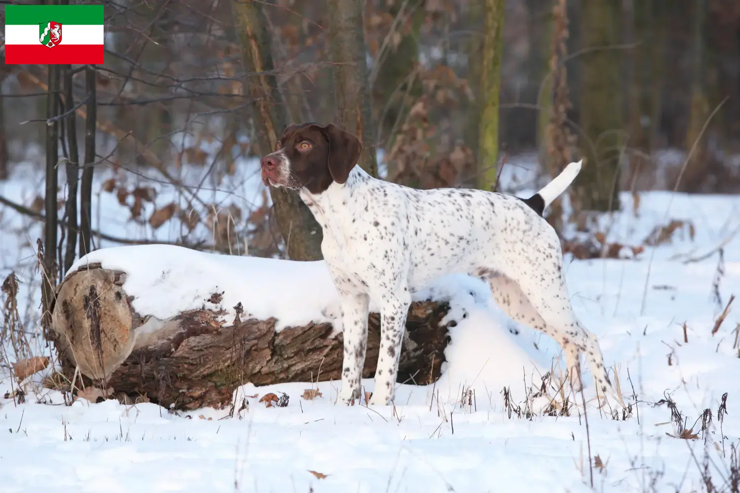 Read more about the article Braque français type Pyrénées breeders and puppies in North Rhine-Westphalia