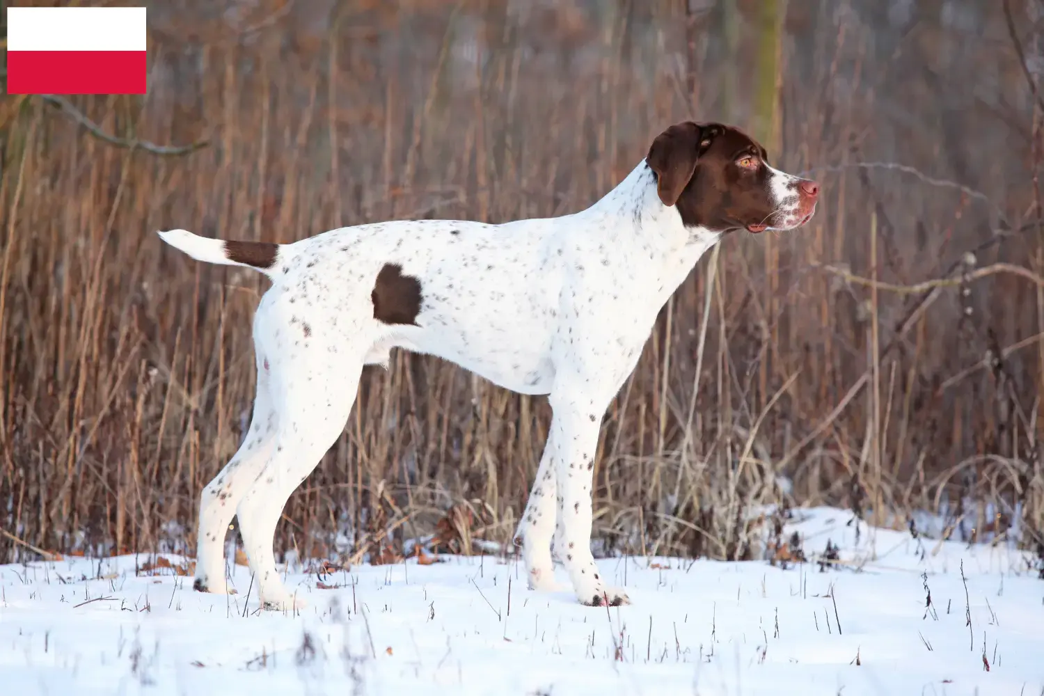 Read more about the article Braque français type Pyrénées breeders and puppies in Poland