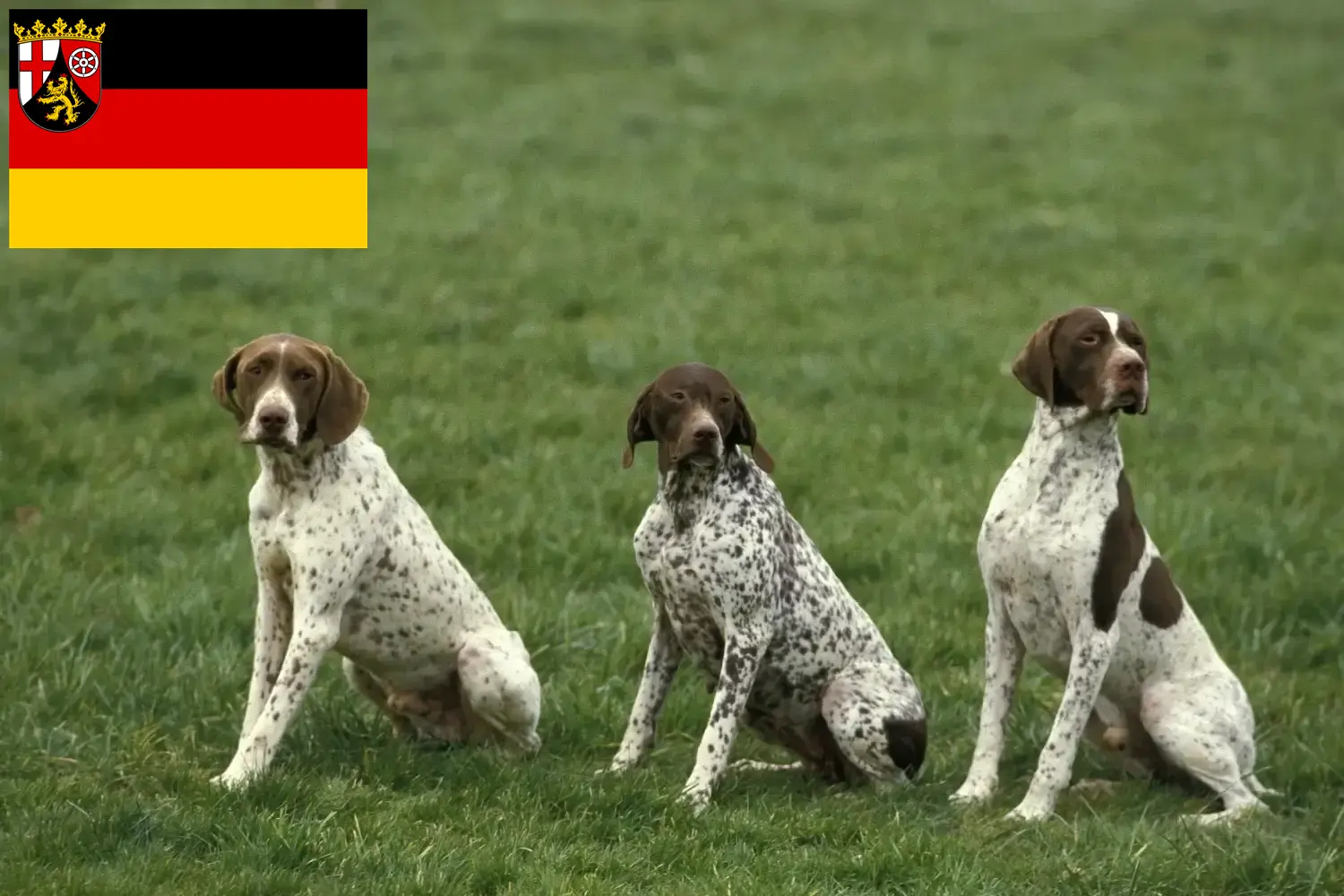 Read more about the article Braque français type Pyrénées breeders and puppies in Rhineland-Palatinate