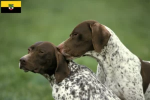 Read more about the article Braque français type Pyrénées breeders and puppies in Saxony-Anhalt