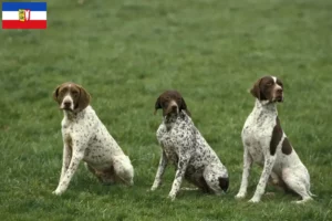 Read more about the article Braque français type Pyrénées breeders and puppies in Schleswig-Holstein