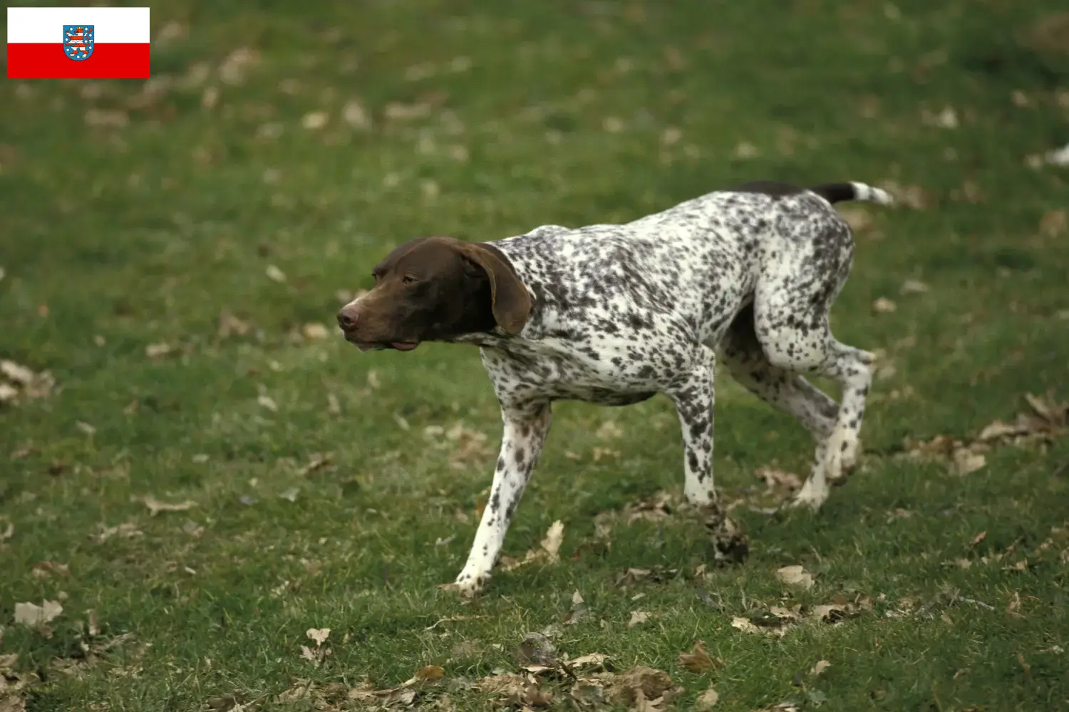 Read more about the article Braque français type Pyrénées breeders and puppies in Thuringia