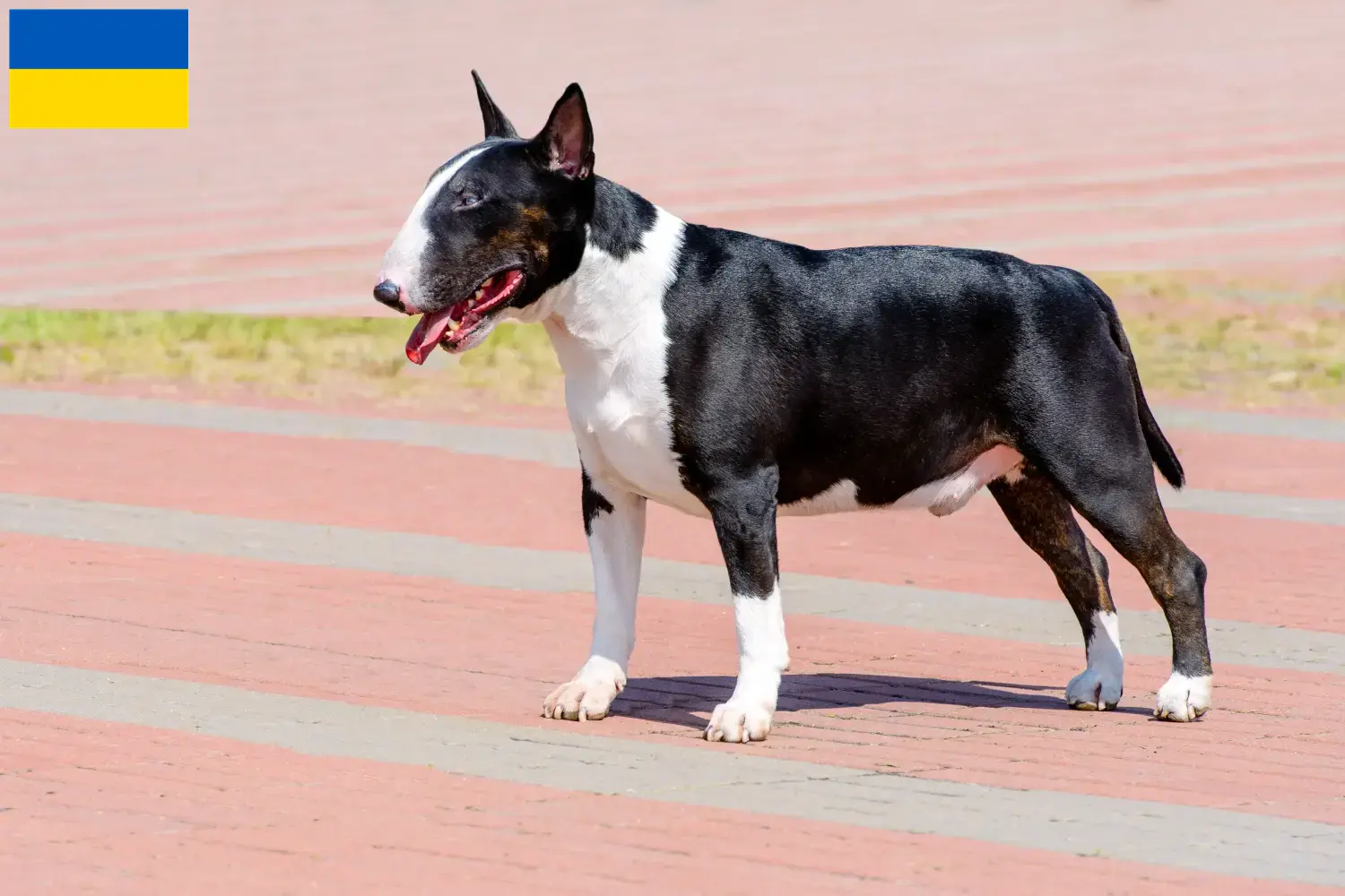 Read more about the article Bull Terrier breeders and puppies in Ukraine