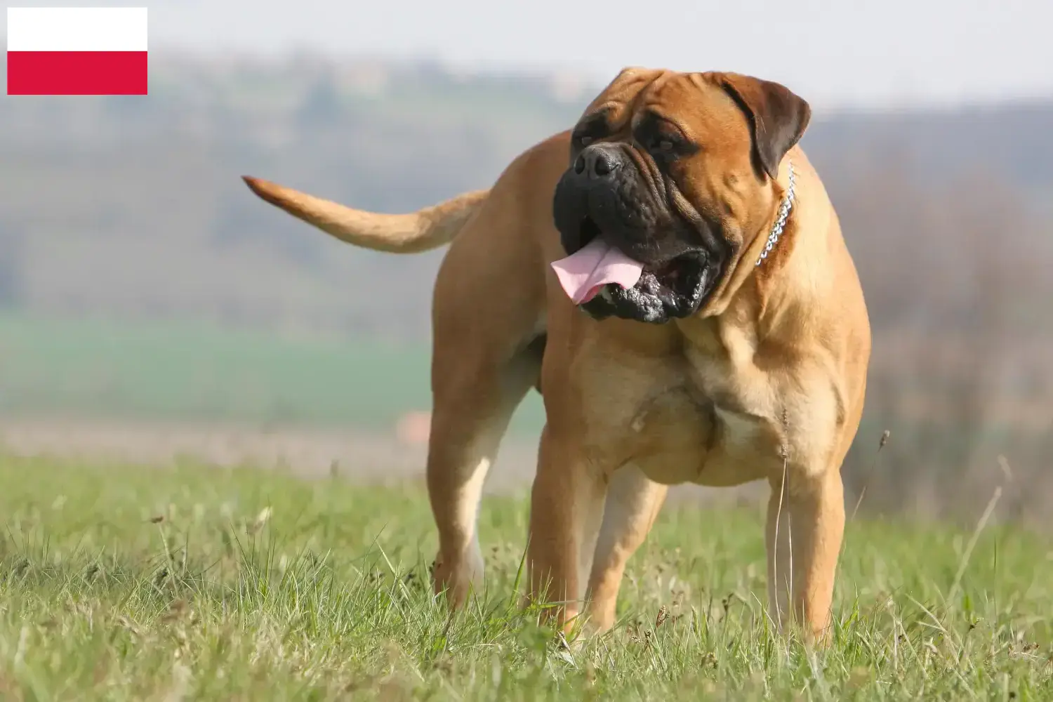 Read more about the article Bullmastiff breeders and puppies in Poland