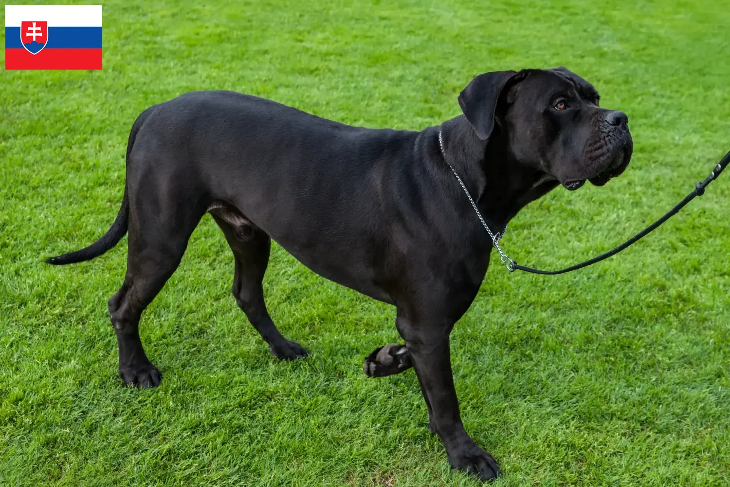 Read more about the article Cane Corso Italiano breeders and puppies in Slovakia