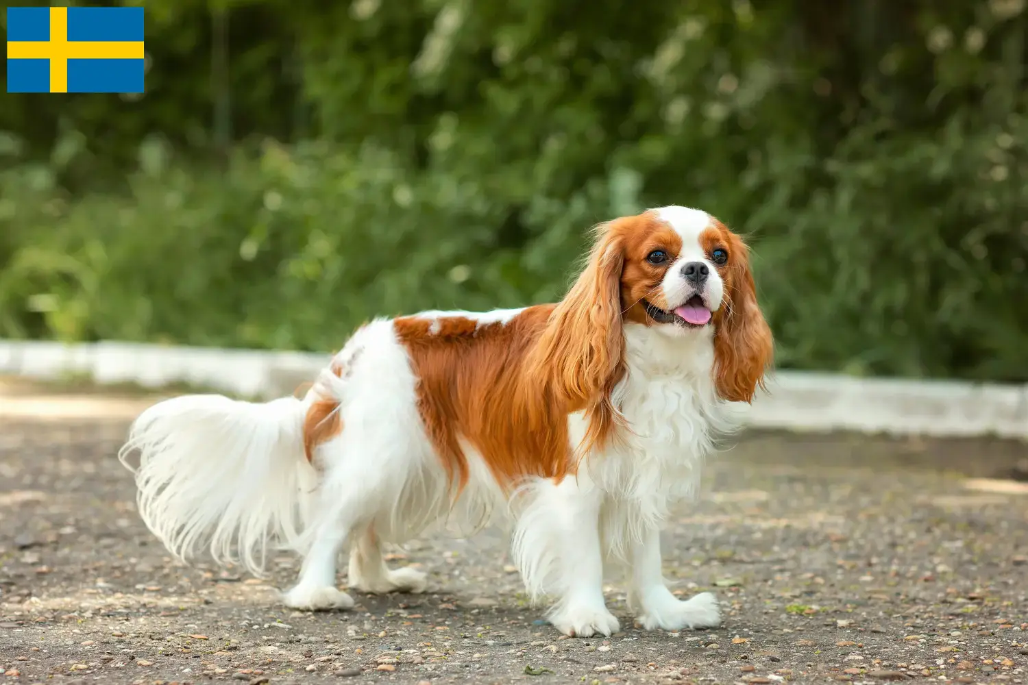 Read more about the article Cavalier King Charles Spaniel breeders and puppies in Sweden
