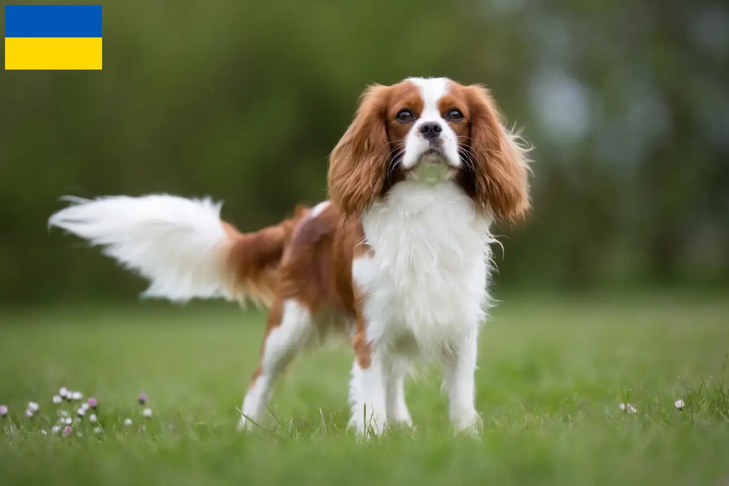 Read more about the article Cavalier King Charles Spaniel breeders and puppies in Ukraine