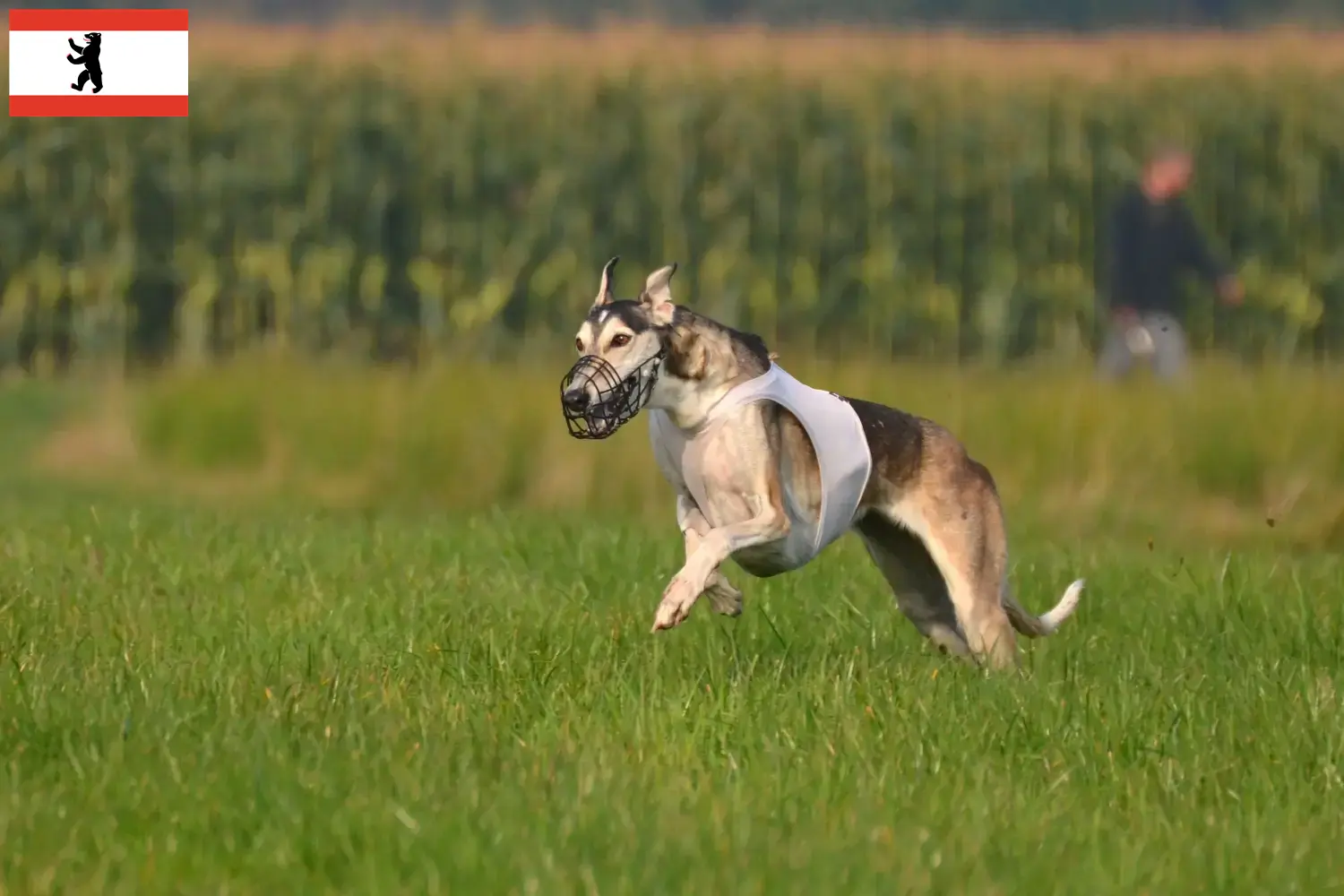 Read more about the article Chart Polski breeders and puppies in Berlin