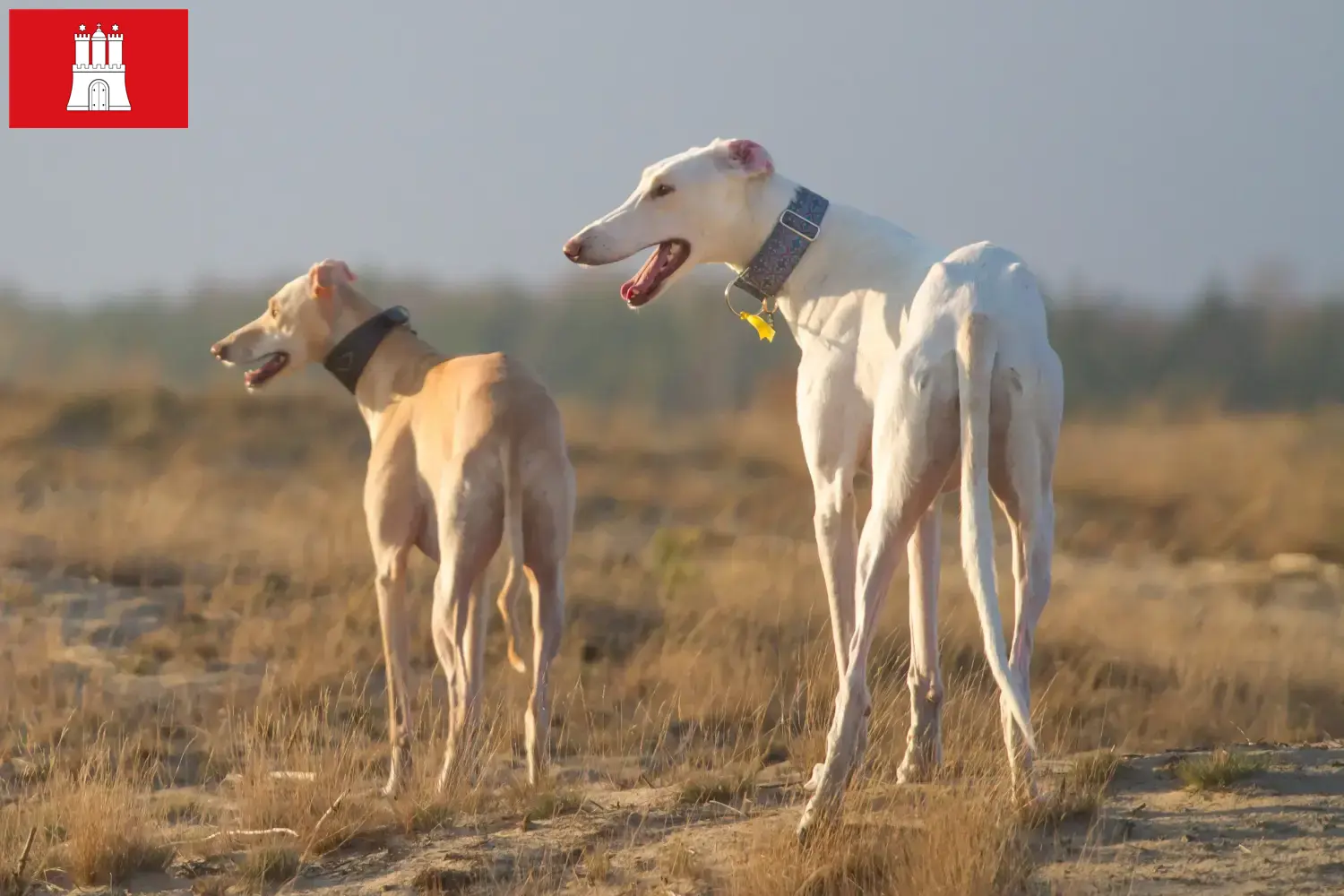 Read more about the article Chart Polski breeders and puppies in Hamburg