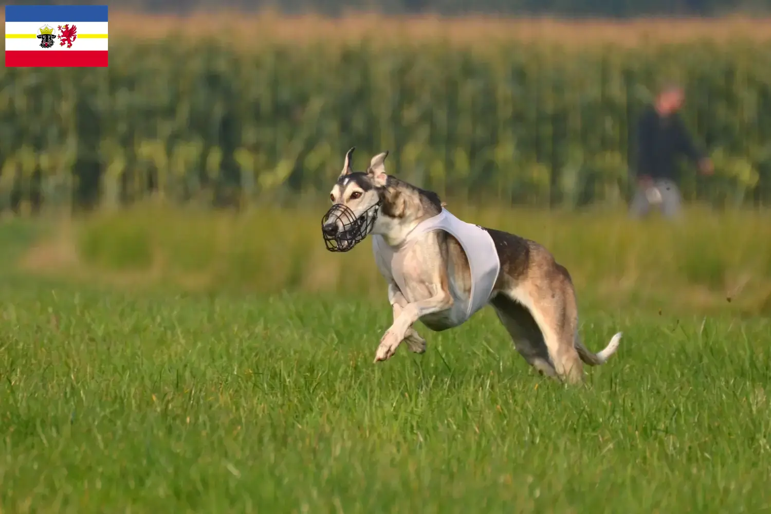 Read more about the article Chart Polski breeders and puppies in Mecklenburg-Vorpommern