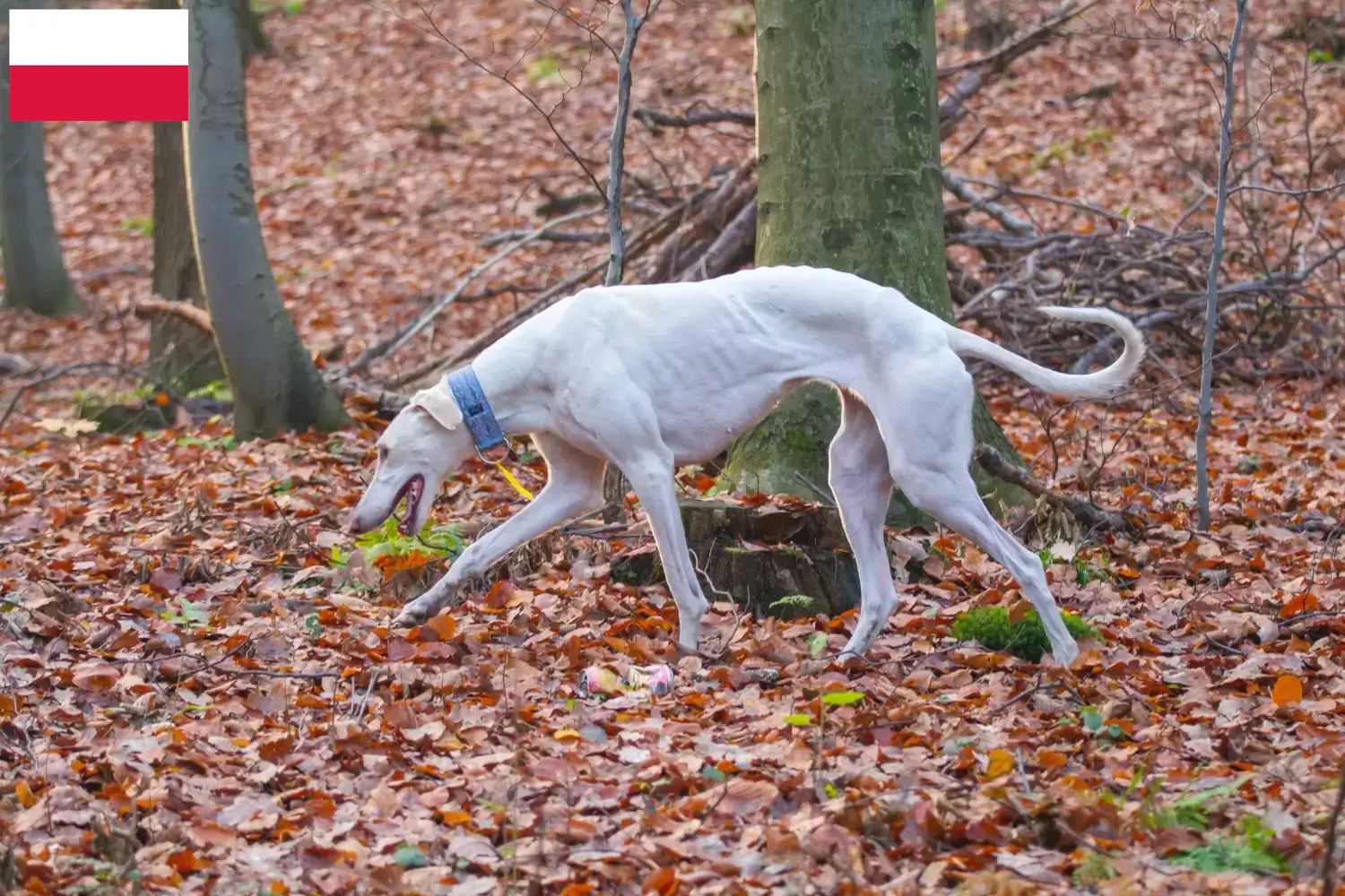 Read more about the article Chart Polski breeders and puppies in Poland