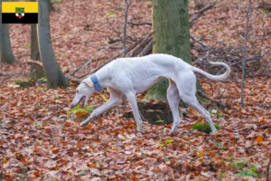 Read more about the article Chart Polski breeders and puppies in Saxony-Anhalt