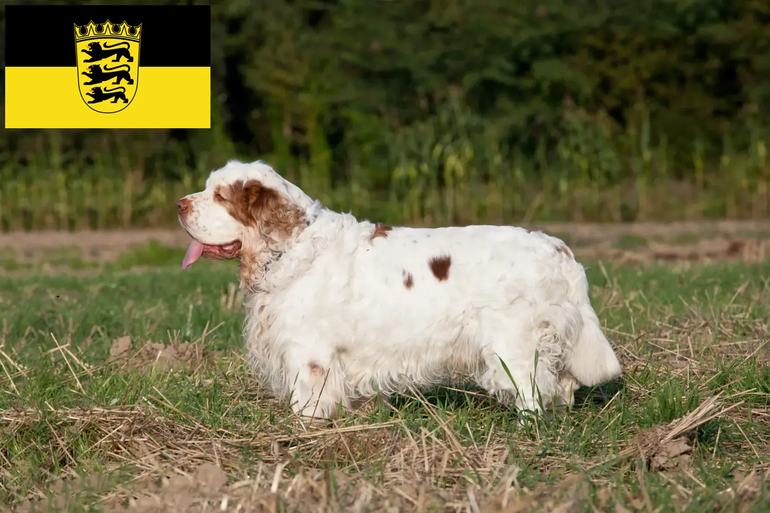 Read more about the article Clumber Spaniel breeders and puppies in Baden-Württemberg