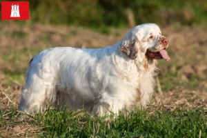 Read more about the article Clumber Spaniel breeders and puppies in Hamburg