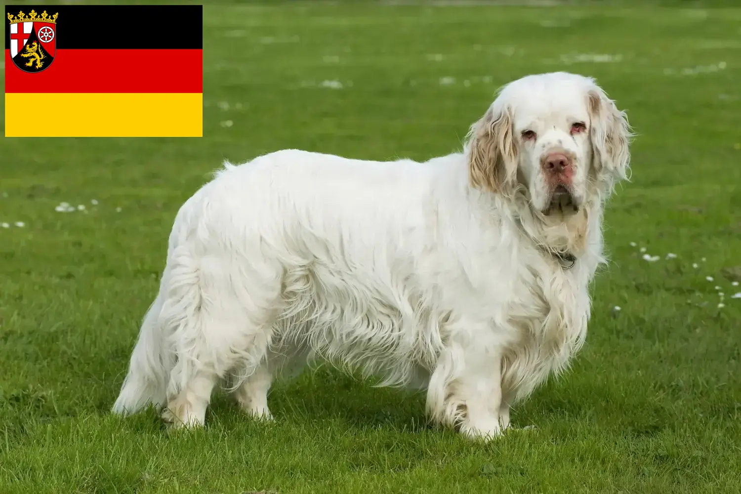Read more about the article Clumber Spaniel breeders and puppies in Rhineland-Palatinate