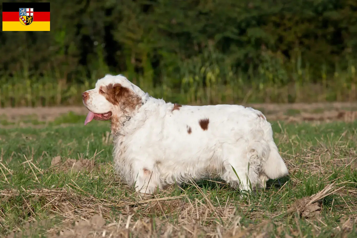 Read more about the article Clumber Spaniel breeders and puppies in Saarland