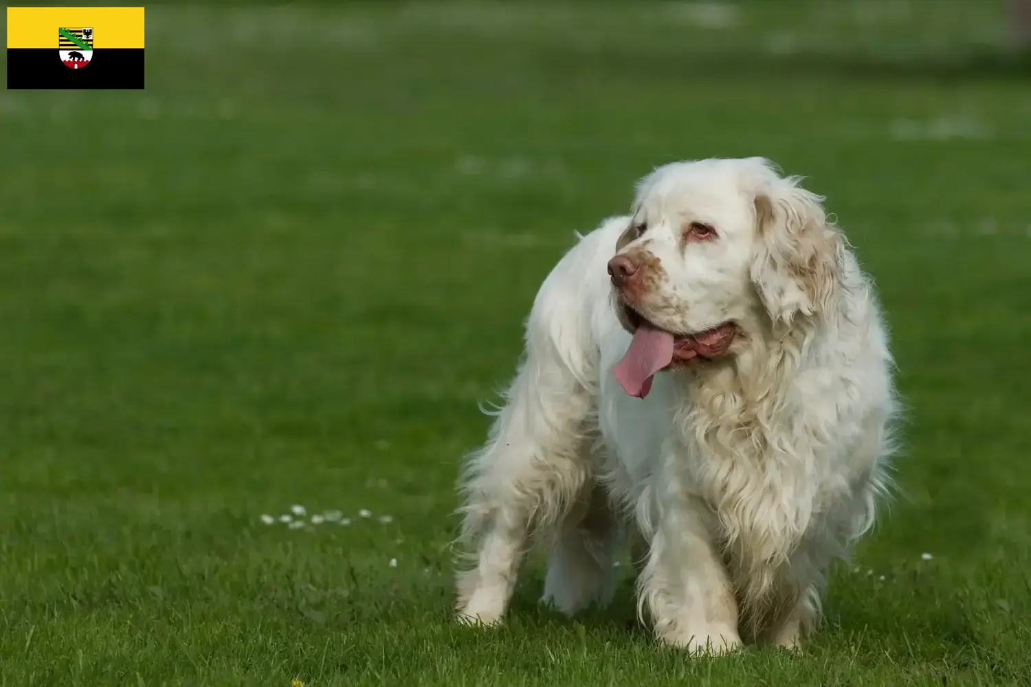 Read more about the article Clumber Spaniel breeders and puppies in Saxony-Anhalt