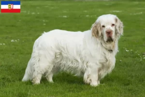 Read more about the article Clumber Spaniel breeders and puppies in Schleswig-Holstein