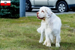 Read more about the article Clumber Spaniel breeders and puppies in Thuringia