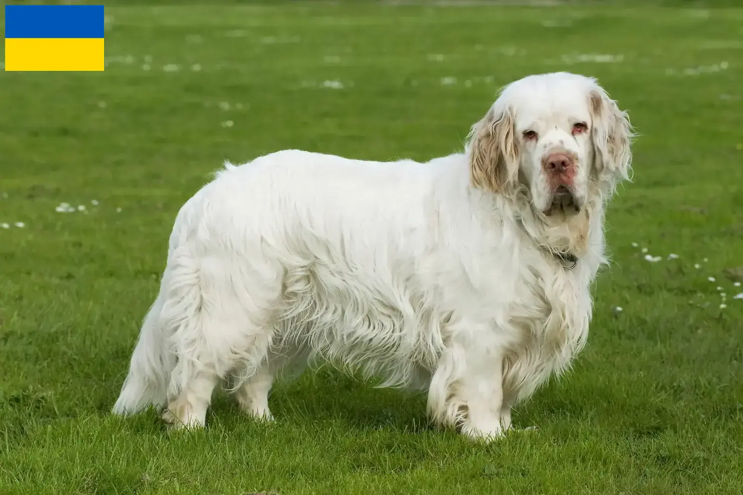 Read more about the article Clumber Spaniel breeders and puppies in Ukraine