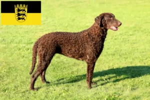 Read more about the article Curly Coated Retriever breeders and puppies in Baden-Württemberg