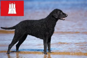 Read more about the article Curly Coated Retriever breeders and puppies in Hamburg