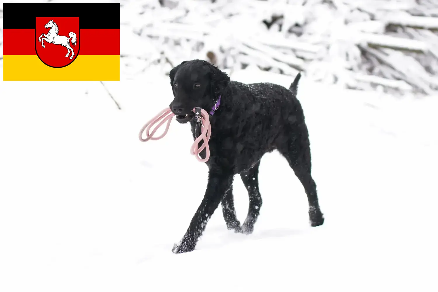 Read more about the article Curly Coated Retriever breeders and puppies in Lower Saxony