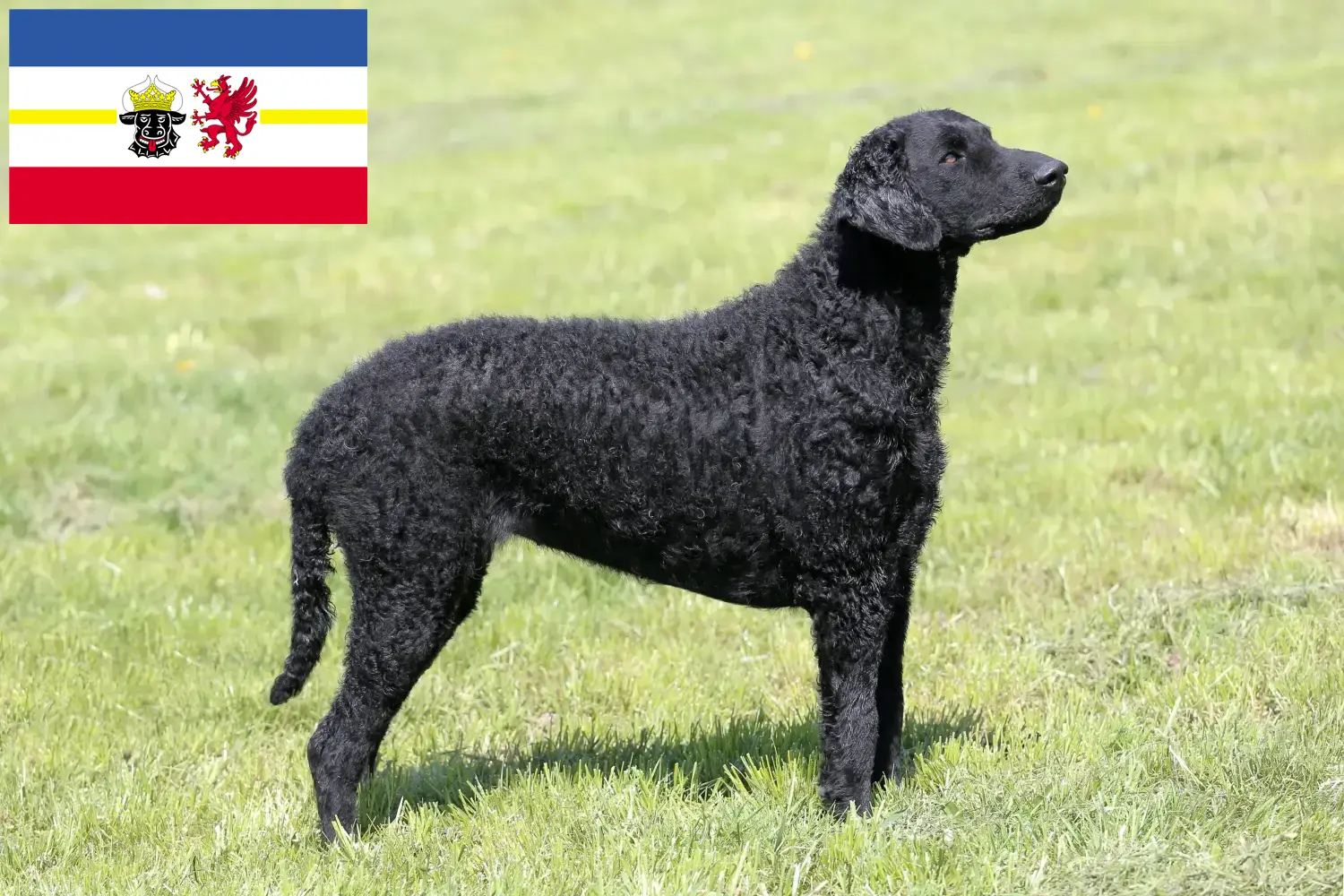 Read more about the article Curly Coated Retriever breeders and puppies in Mecklenburg-Vorpommern