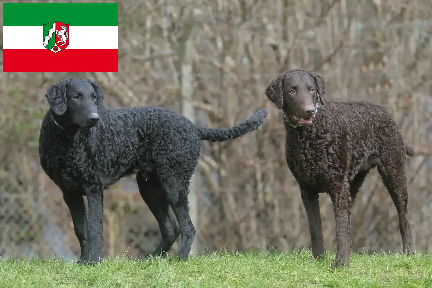 Read more about the article Curly Coated Retriever breeders and puppies in North Rhine-Westphalia