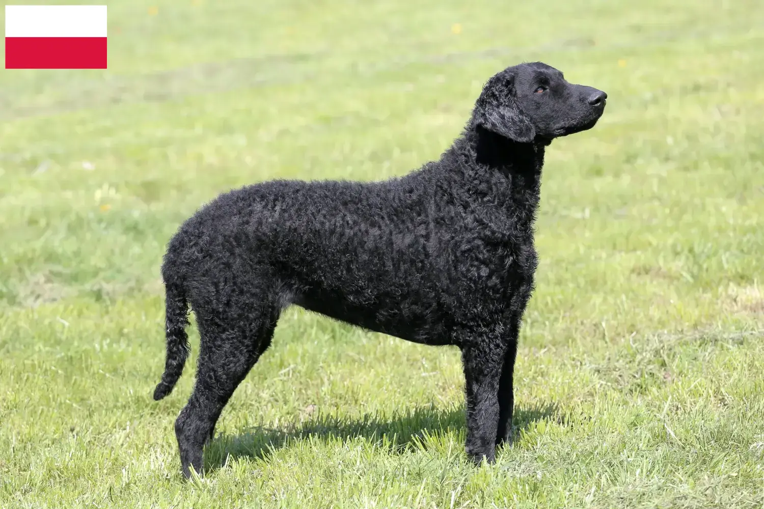 Read more about the article Curly Coated Retriever breeders and puppies in Poland