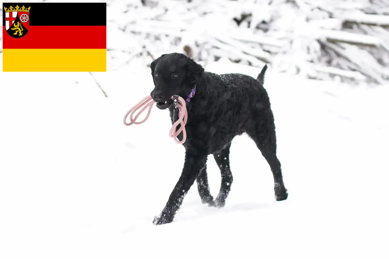 Read more about the article Curly Coated Retriever breeders and puppies in Rhineland-Palatinate