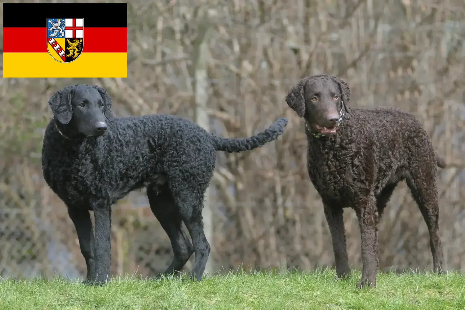 Read more about the article Curly Coated Retriever breeders and puppies in Saarland