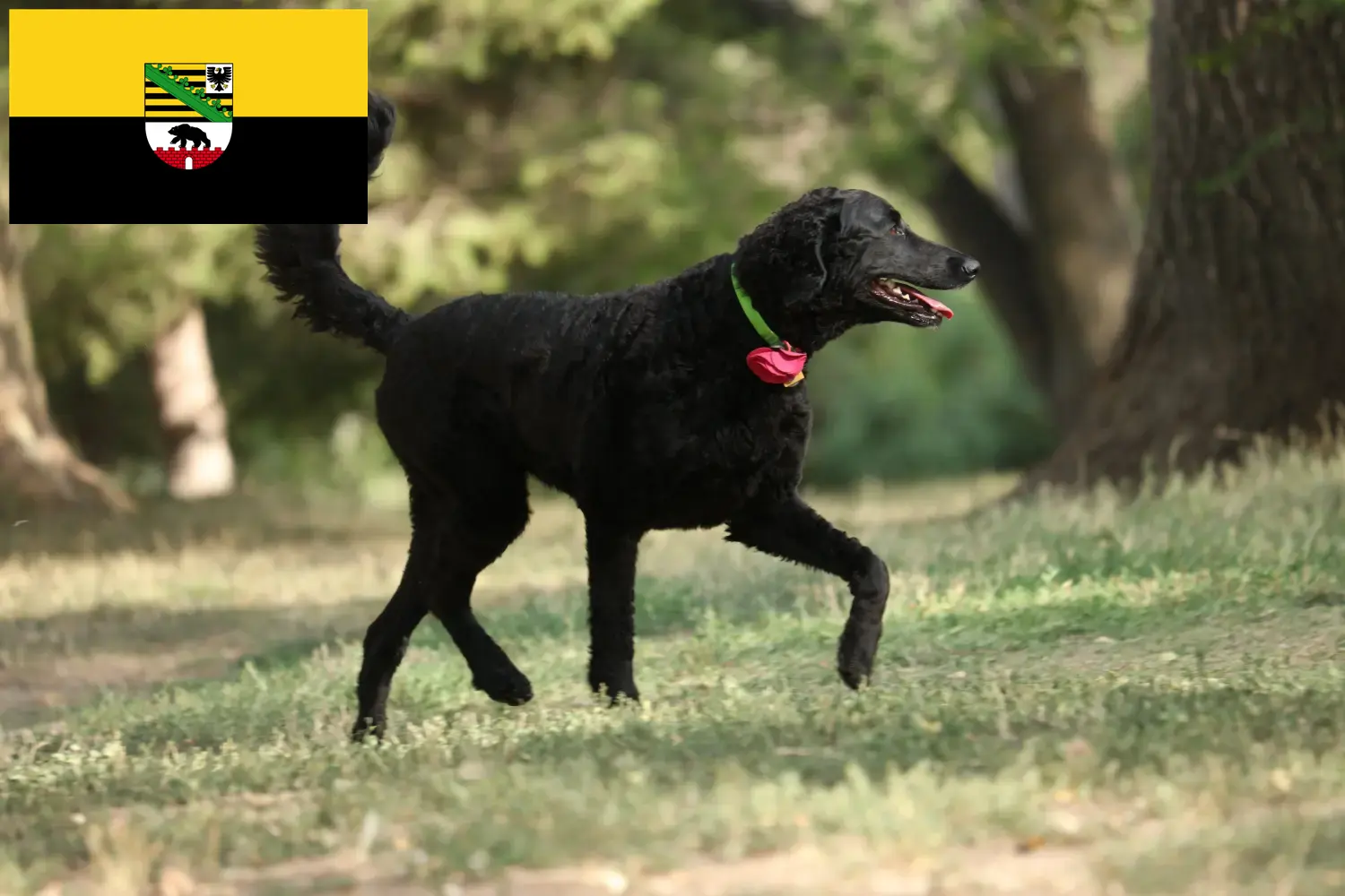 Read more about the article Curly Coated Retriever breeders and puppies in Saxony-Anhalt