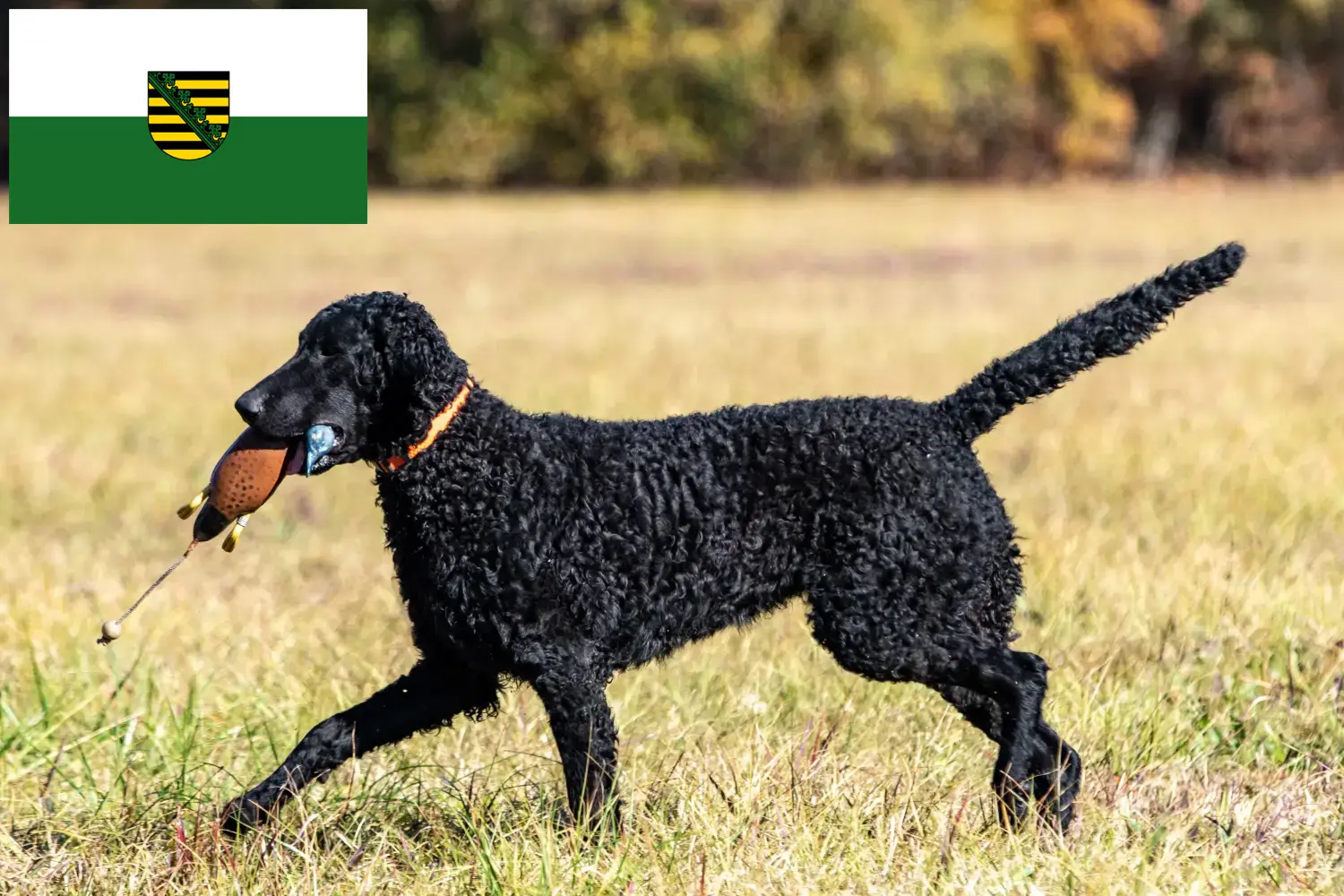Read more about the article Curly Coated Retriever breeders and puppies in Saxony