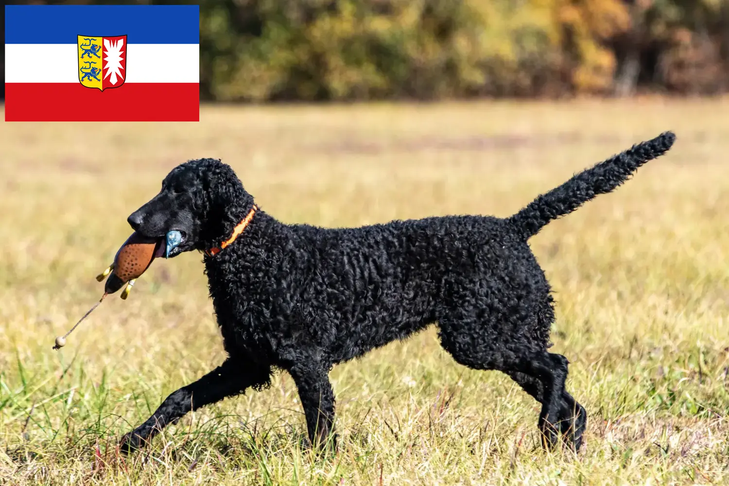 Read more about the article Curly Coated Retriever breeders and puppies in Schleswig-Holstein