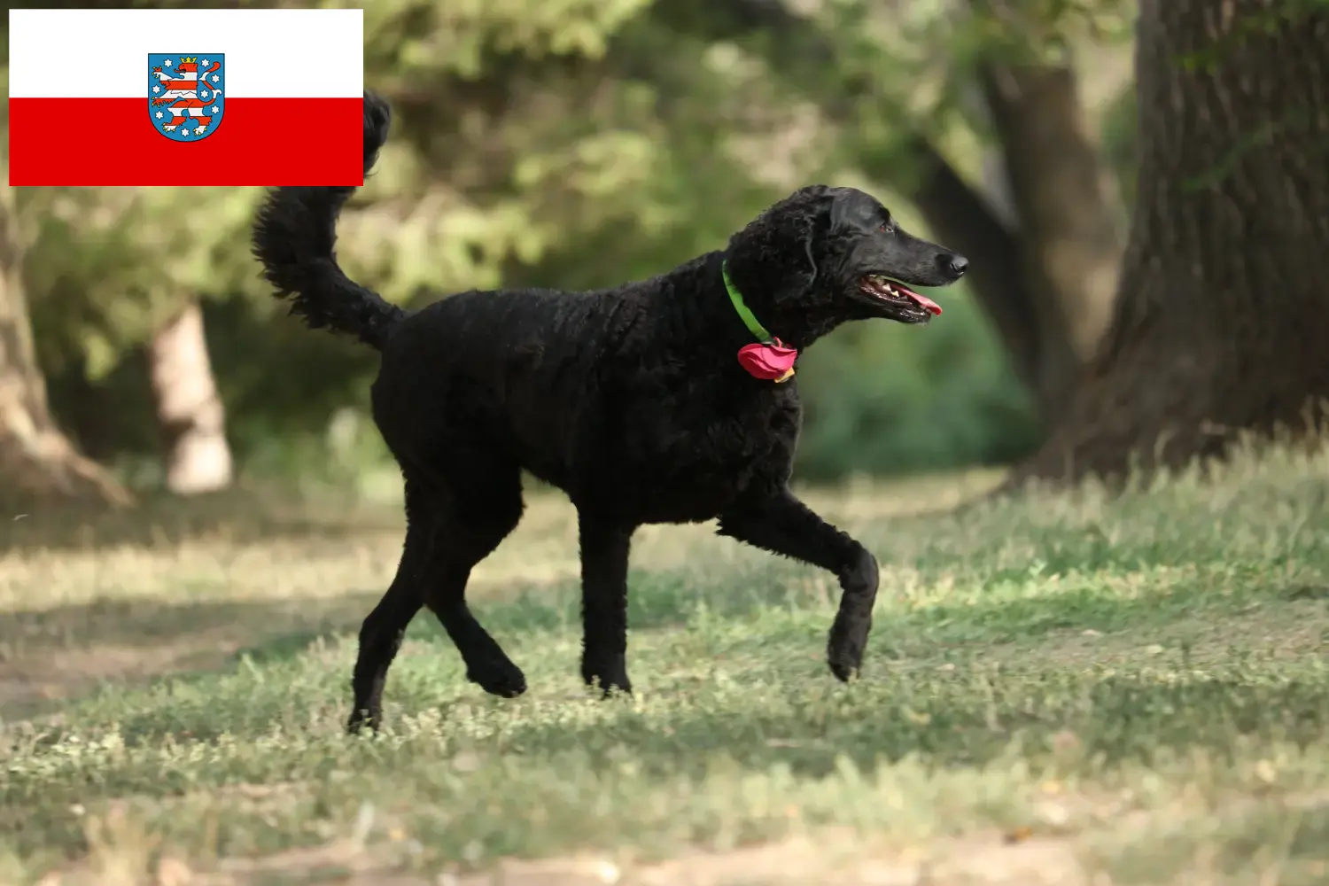Read more about the article Curly Coated Retriever breeders and puppies in Thuringia