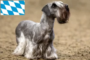 Read more about the article Czech Terrier breeder and puppies in Bavaria