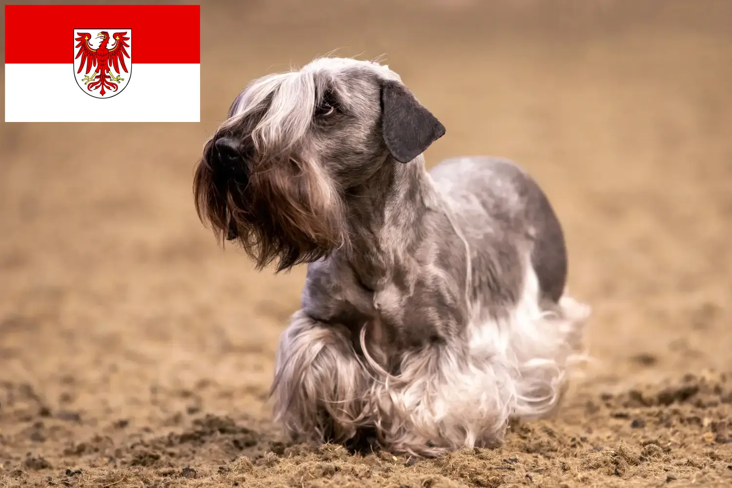 Read more about the article Czech Terrier breeder and puppies in Brandenburg