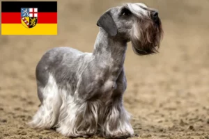 Read more about the article Czech Terrier breeder and puppies in Saarland