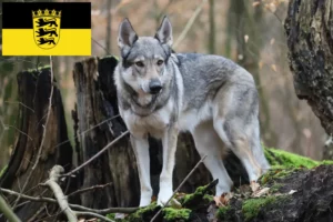 Read more about the article Czechoslovakian Wolfdog breeders and puppies in Baden-Württemberg