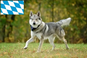Read more about the article Czechoslovakian Wolfdog breeders and puppies in Bavaria