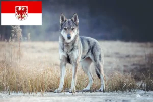 Read more about the article Czechoslovakian Wolfdog Breeder and Puppies in Brandenburg